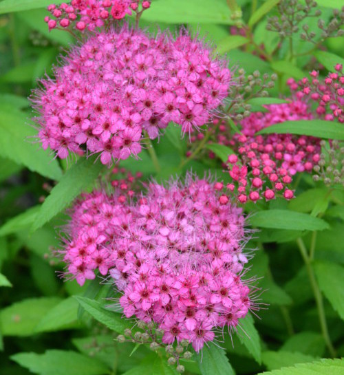 Spiraea bumalda ‘Anthony Waterer’ - spierstruik