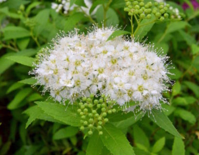 Spiraea japonica ‘Albiflora’ - spierstruik