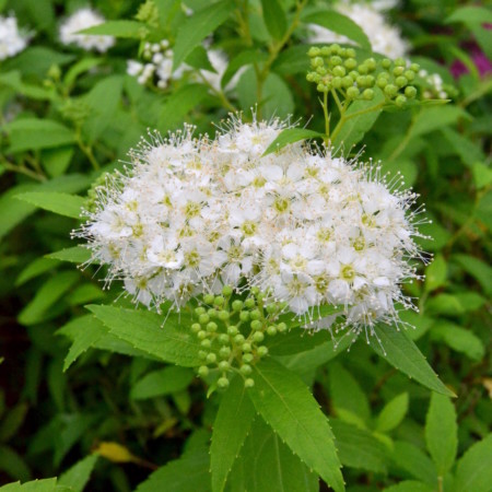 Spiraea japonica ‘Albiflora’ - spierstruik