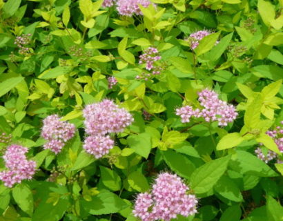 Spiraea japonica ‘Golden Princess’ - spierstruik