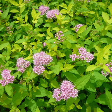 Spiraea japonica ‘Golden Princess’ - spierstruik