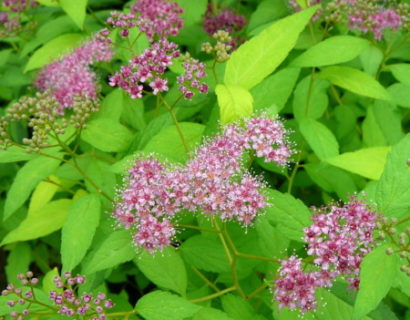 Spiraea japonica ‘Firelight’ - Spierstruik