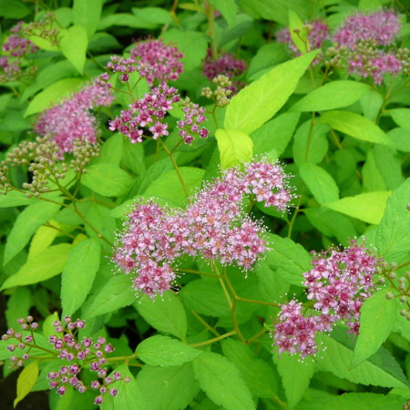 Spiraea japonica ‘Firelight’ - Spierstruik