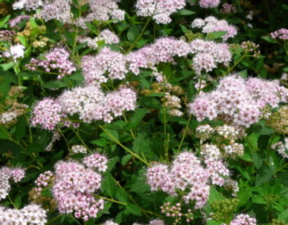 Spiraea japonica ‘Little Princess’ - spierstruik