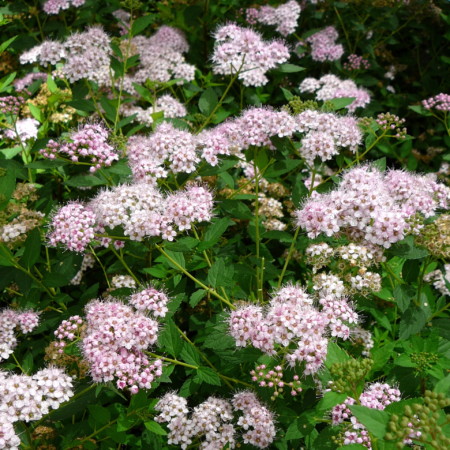 Spiraea japonica ‘Little Princess’ - spierstruik