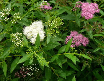 Spiraea japonica ‘Shirobana’ of ‘Genpei’ - spierstruik