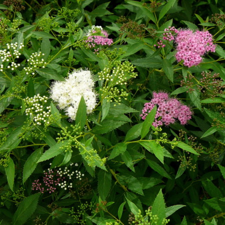 Spiraea japonica ‘Shirobana’ of ‘Genpei’ - spierstruik