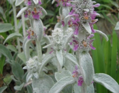 Stachys byzantina - ezelsoor