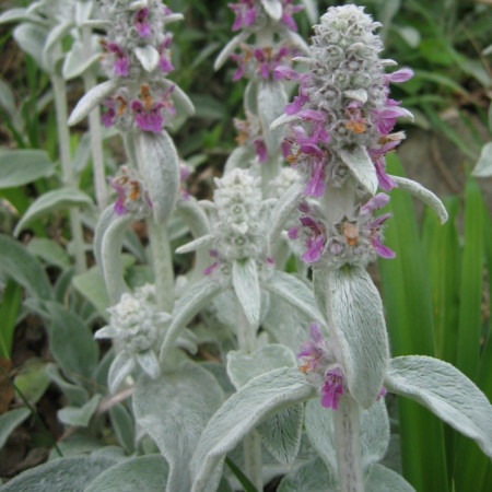 Stachys byzantina - ezelsoor