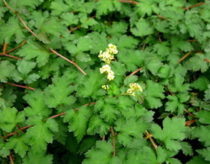 Stephanandra incisa ‘Crispa’ - kransspiraea