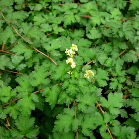 Stephanandra incisa ‘Crispa’ - kransspiraea