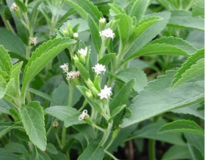 Stevia rebaudiana - stevia