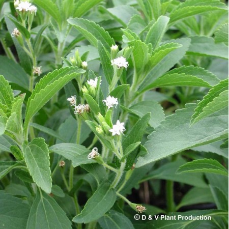 Stevia rebaudiana - stevia