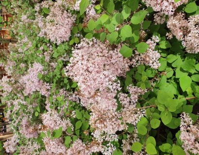 Syringa ‘Josée’ - kleinbloemige dwergsering, kruidnagel