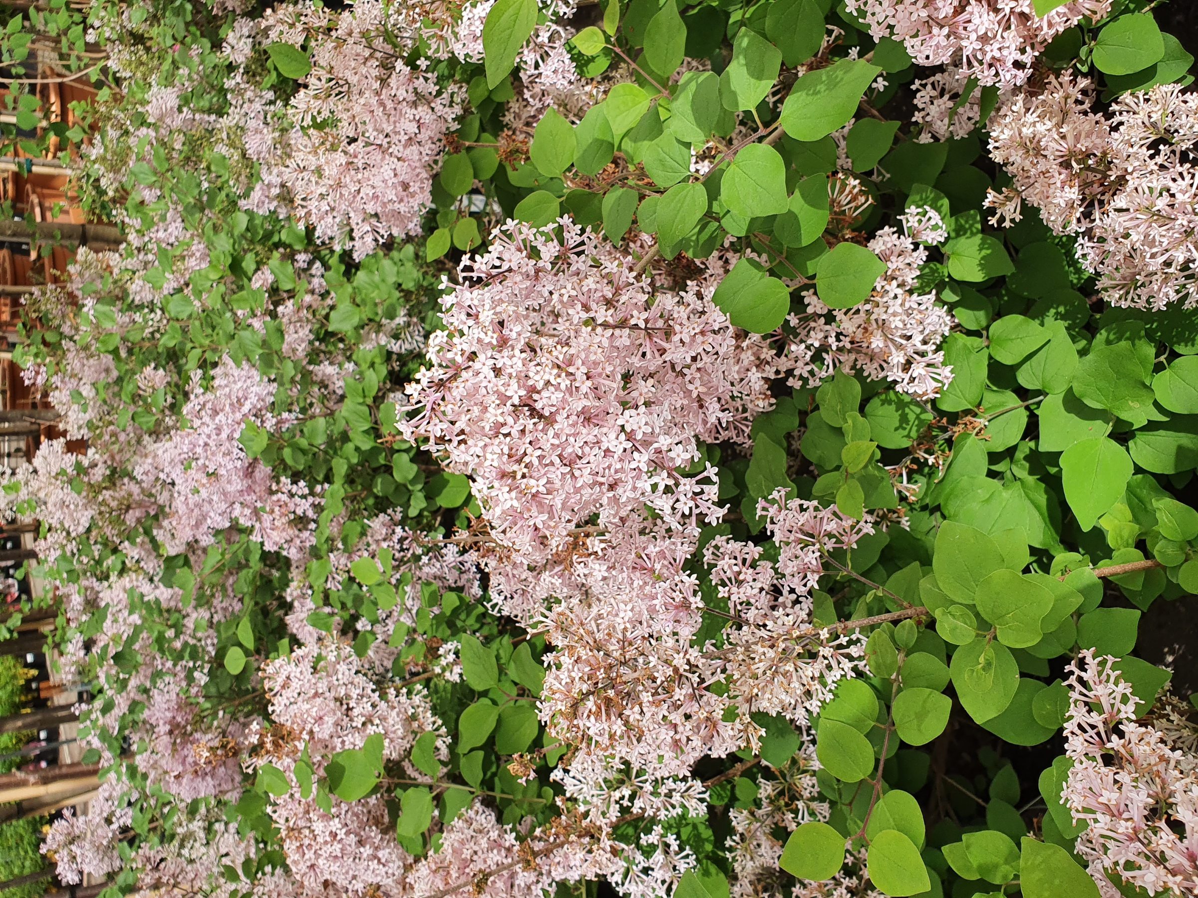 Syringa ‘Josée’ - kleinbloemige dwergsering, kruidnagel