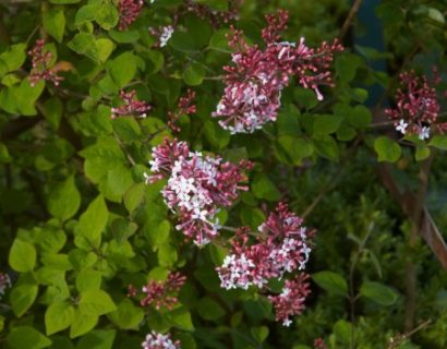 Syringa microphylla ‘Superba’ - kleinbloemige sering, kruidnagel