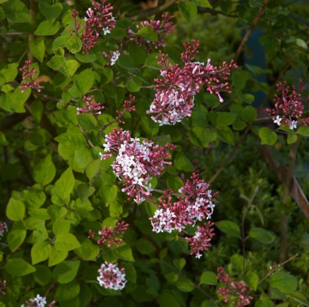 Syringa microphylla ‘Superba’ - kleinbloemige sering, kruidnagel