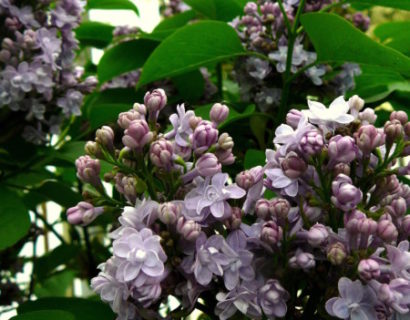 Syringa vulgaris ‘Andenken an Ludwig Späth’ - sering, kruidnagel