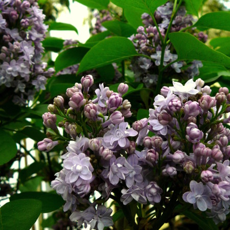 Syringa vulgaris ‘Andenken an Ludwig Späth’ - sering, kruidnagel