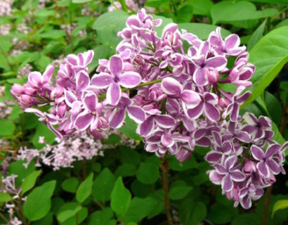 Syringa vulgaris ‘Sensation’ - sering, kruidnagel