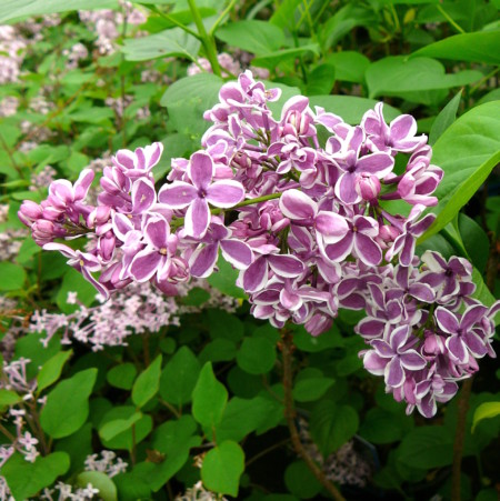 Syringa vulgaris ‘Sensation’ - sering, kruidnagel