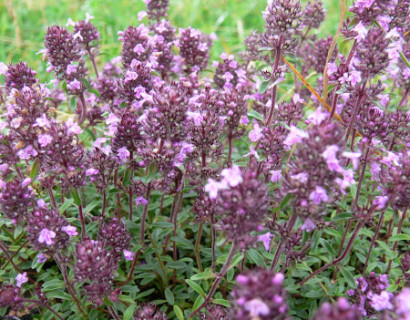 Thymus serpyllum - wilde tijm / kleine tijm