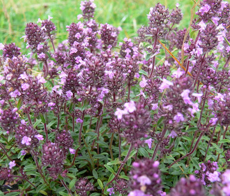 Thymus serpyllum - wilde tijm / kleine tijm