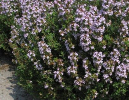 Thymus vulgaris ‘Compactus’ - tuintijm