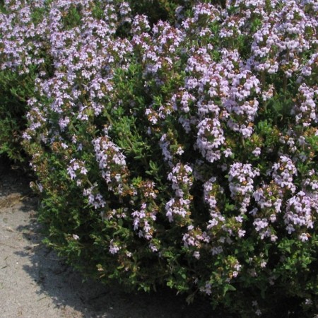 Thymus vulgaris ‘Compactus’ - tuintijm