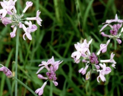 Thulbachia violacea - smeerwortel