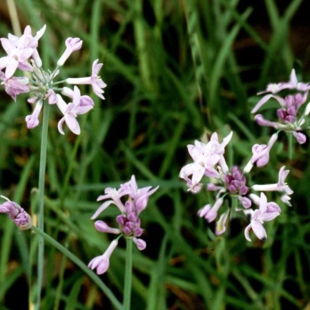 Thulbachia violacea - 