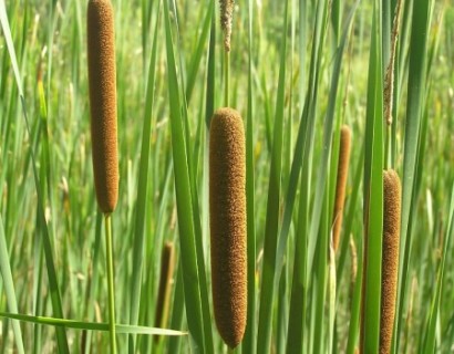 Typha angustifolia - fijne lisdodde