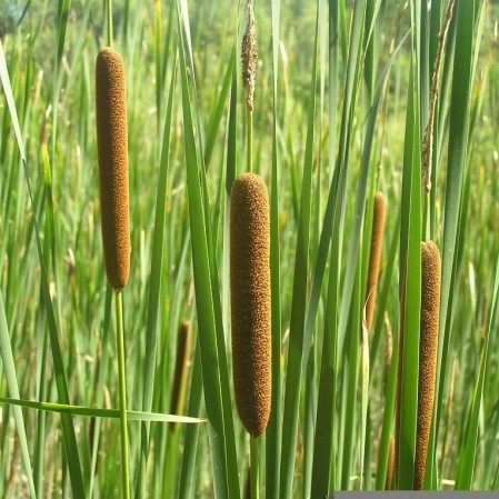 Typha angustifolia - fijne lisdodde