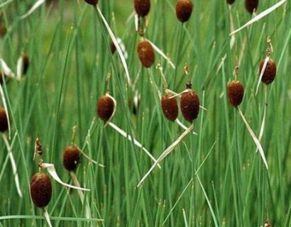 Typha minima - kleine lisdodde