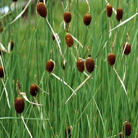 Typha minima - kleine lisdodde