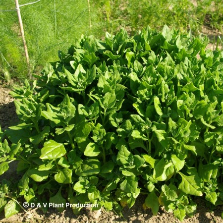 Tetragonia expansa - Nieuw-Zeelandse spinazie