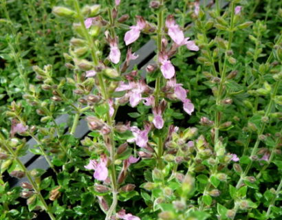 Teucrium lucidrys - gamander