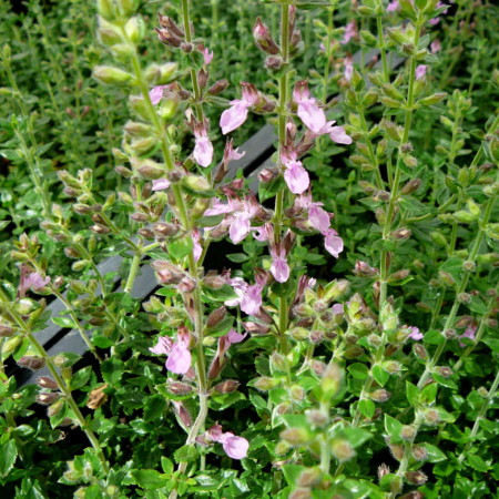 Teucrium lucidrys - gamander