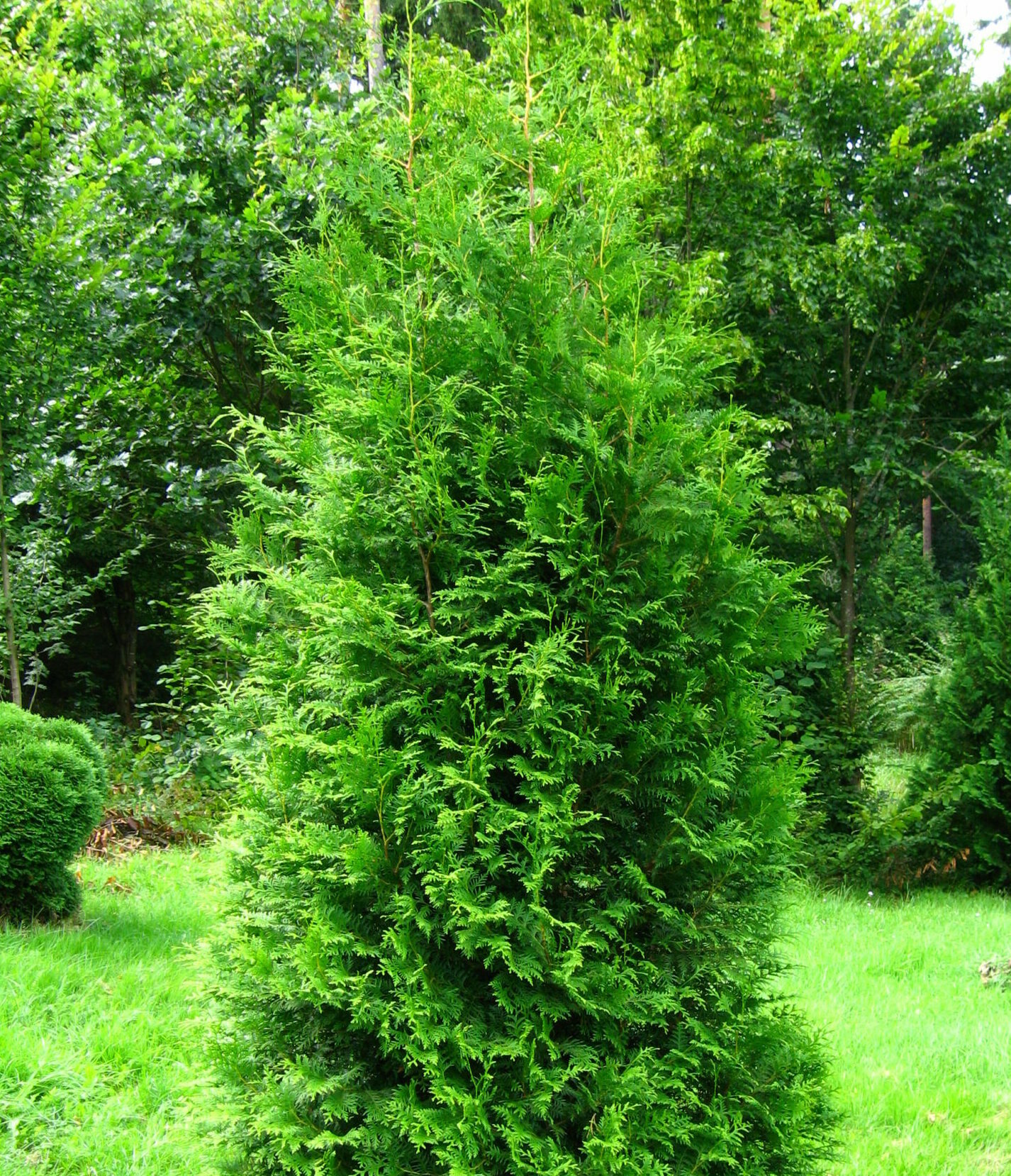 Thuja occidentalis ‘Brabant’ - levensboom, groene haagconifeer