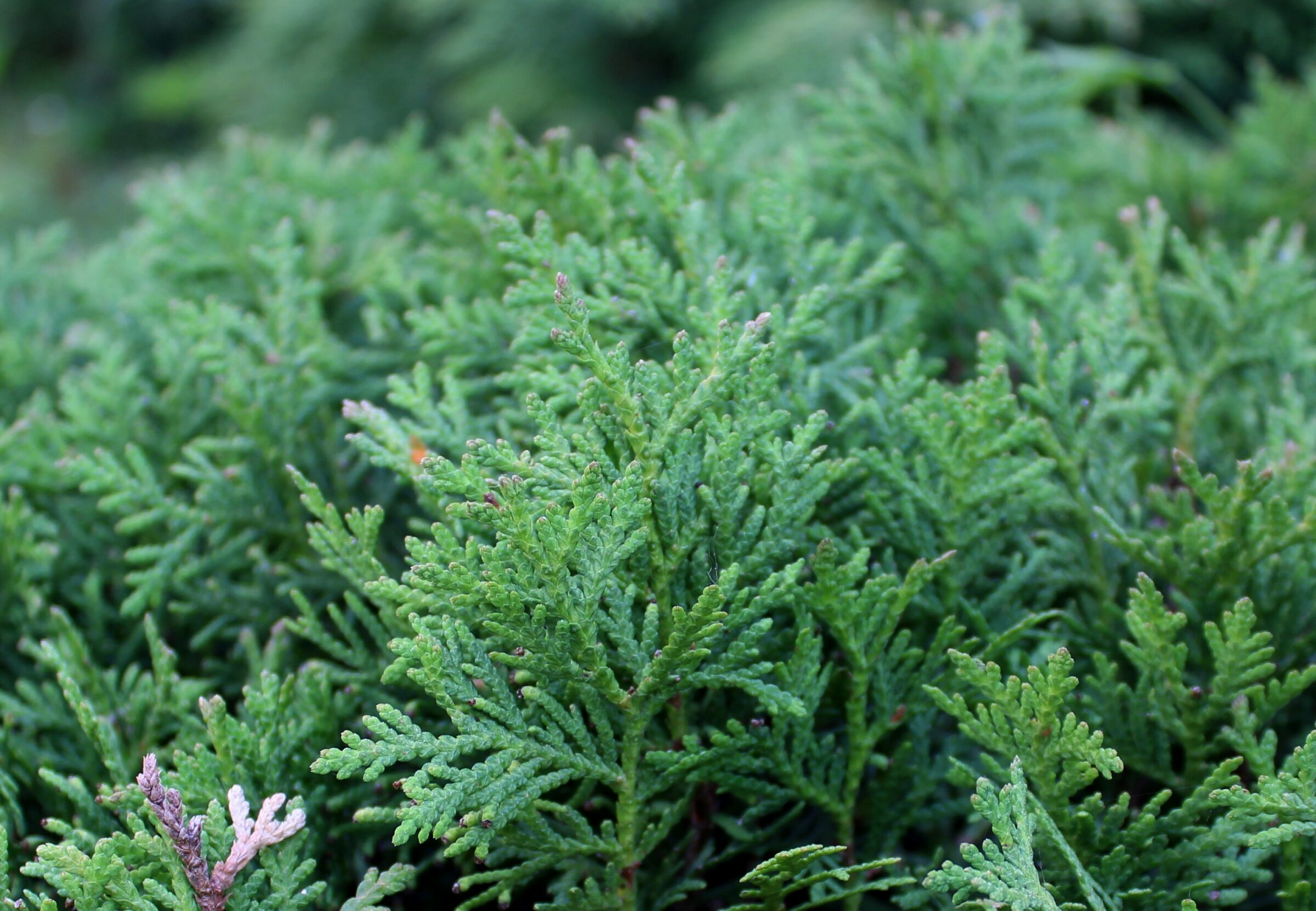 Thuja occidentalis ‘Danica’ - levensboom