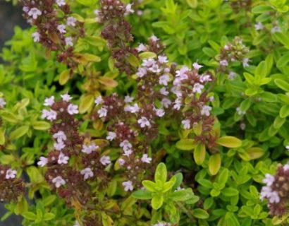 Thymus citriodorus ‘Aureus’ - gele tijm