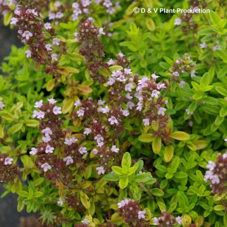 Thymus citriodorus ‘Aureus’ - gele tijm