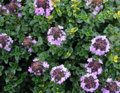Thymus citriodorus ‘Doone Valley’ - citroentijm