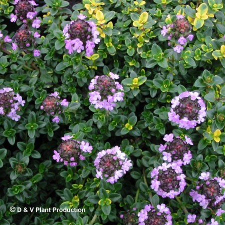 Thymus citriodorus ‘Doone Valley’ - citroentijm
