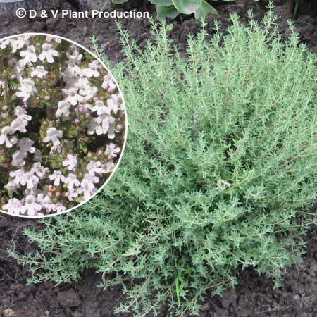 Thymus citriodorus ‘Fragrantissimus’ - sinaasappeltijm