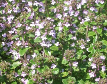 Thymus citriodorus ‘Lemon’ - citroentijm