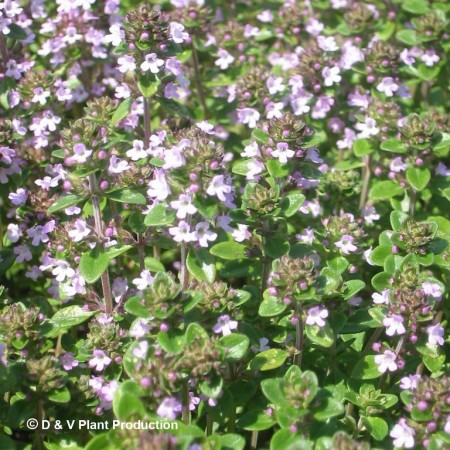 Thymus citriodorus ‘Lemon’ - citroentijm