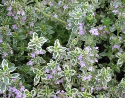 Thymus citriodorus ‘Silver Queen’ - bonte citroentijm