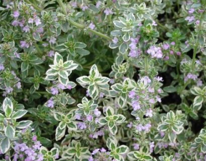 Thymus citriodorus ‘Silver Posie’ - echte tijm