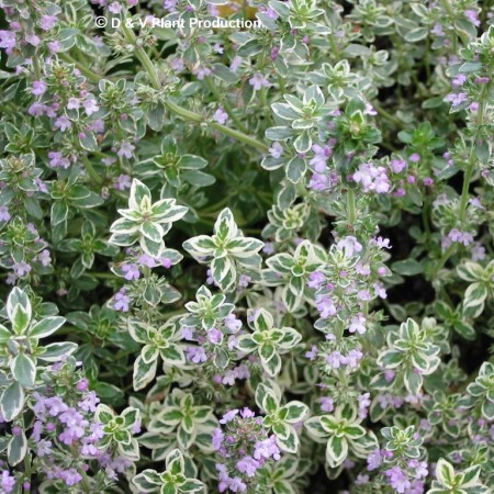 Thymus citriodorus ‘Silver Posie’ - echte tijm